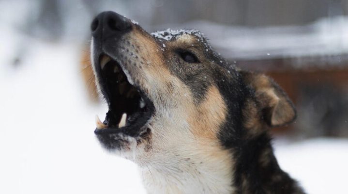 blaffende hond sneeuw